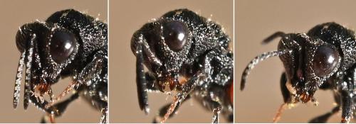 Réf. 340 588 : Hybothoracini inconnu